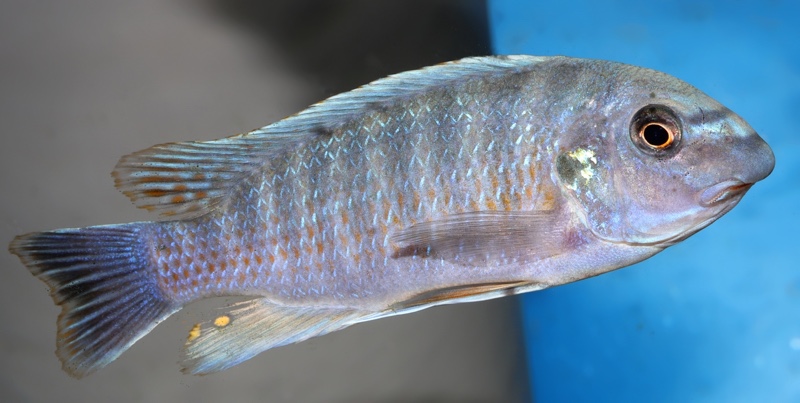 Labeotropheus fuelleborni 'Mdoka'